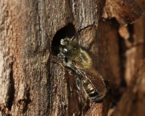 Réf. 300 304 : Osmia sp.